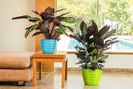 PHOENIX PLANTERS - Image 2