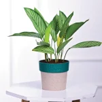 ARTY ROUND ECO PLANTERS