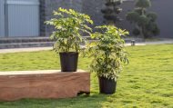 GROWER POT - Image 2