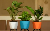 LAGOS PLANTERS - Image 3