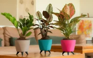 LAGOS PLANTERS - Image 2
