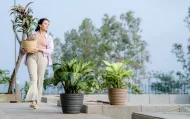 PHOENIX PLANTERS