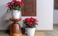 VALENCIA PLANTERS - Image 4