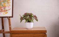 VERONA PLANTERS - Image 3
