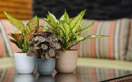 VERONA DIAMOND PLANTERS - Image 2