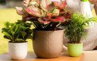 VERONA DIAMOND PLANTERS - Image 3