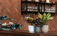 VERONA DIAMOND PLANTERS - Image 4