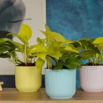 IBIZA PLANTERS