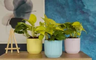 IBIZA PLANTERS