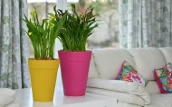 ROME PLANTERS - Image 2